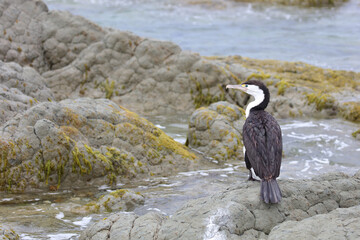 Elsterscharbe / Australian pied cormorant / Phalacrocorax varius