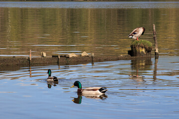 country goose in the lake