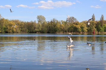 seagulls in flight