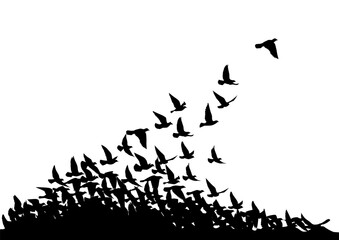 Flying birds silhouettes on white background. Vector illustration. isolated bird flying. tattoo design.