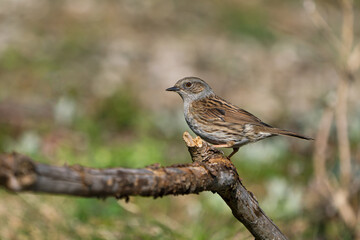 Side view of a dunnock bird sitting on a dry branch with blurred background