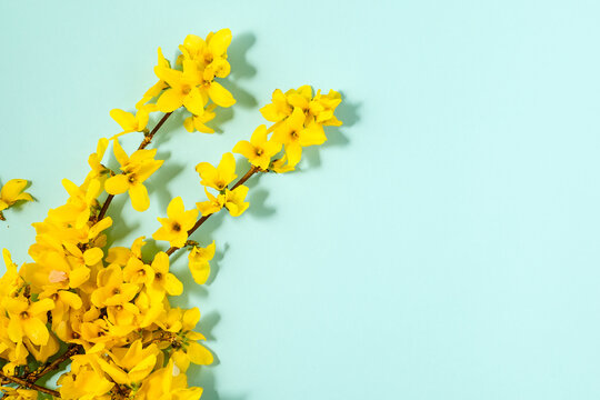 Pattern with fresh yellow flowers on pastel backround.