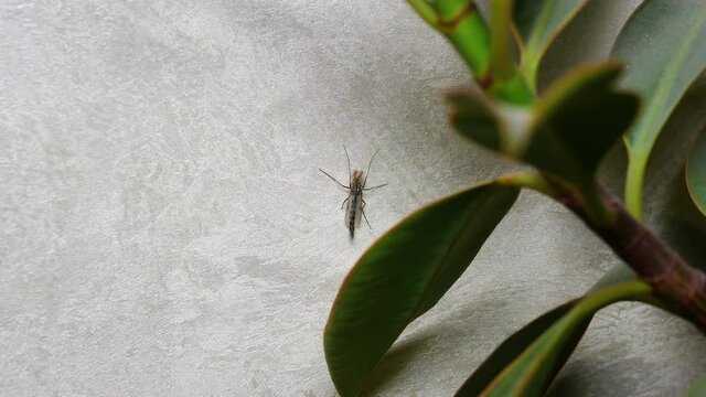 A mosquito on the silvery wall, a huge mosquito in the apartment. Winged insect.