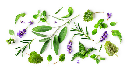 Rosemary, lemon balm, mint, lavender, sage and marjoram collection