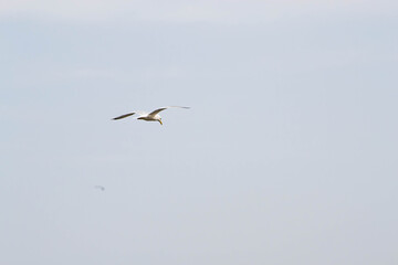 lone seagull in the blue sky
