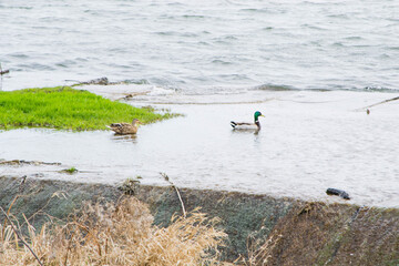 wild ducks in the water in nature