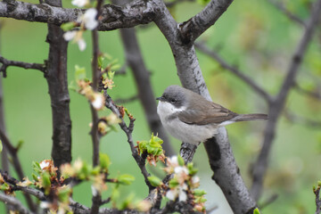Wild lesser whitethroat or Sylvia curruca in a bloomed tree branch 