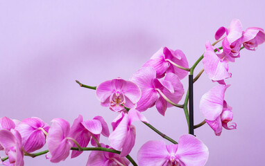 Naklejka na ściany i meble pink orchide flower .close up 