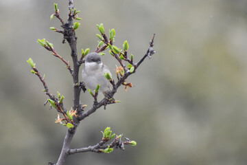 Wild lesser whitethroat or Sylvia curruca in a bloomed tree branch 
