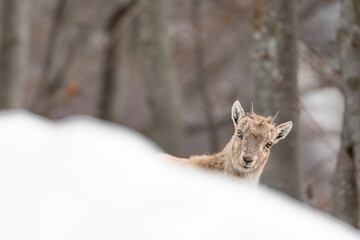 Newborn in the woodland, portrait of Alpine ibex (Capra ibex)