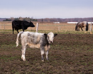 Fototapeta premium Selective focus view of mixed breed calf with white, greyish and cream long coat standing staring during an early spring morning, St-Augustin-de-Desmaures, Quebec, Canada