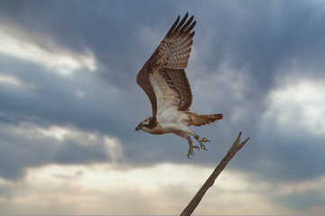 Balbuzard pêcheur