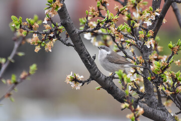 Wild lesser whitethroat or Sylvia curruca in a bloomed tree branch 