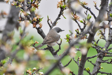 Wild lesser whitethroat or Sylvia curruca in a bloomed tree branch 