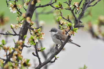 Wild lesser whitethroat or Sylvia curruca in a bloomed tree branch 