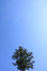 青空に映る一本の木