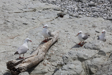 Rotschnabelm&ouml;we / Red-billed gull / Larus scopulinus