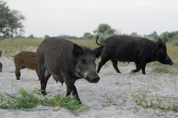 Wild boar Sus scrofa animal family with baby boars walking along the sandy beach