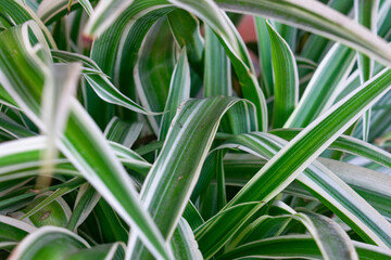 close up of a green plant