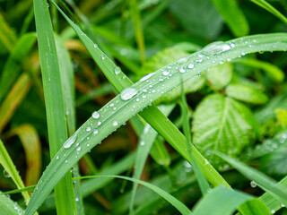 Transparent drops of water on green leaves of grass plant