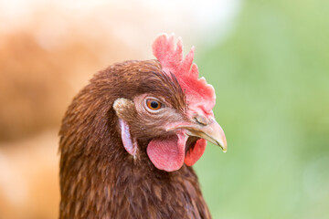 Freilaufende Hühner 