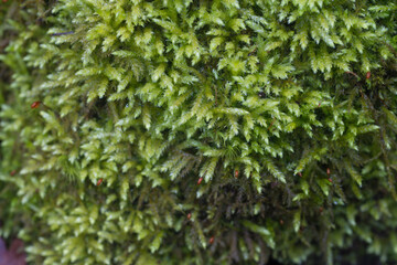 moss on tree stump closeup selective focus