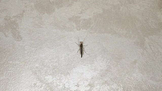 animal, apprehend, asian, baby, background, black, body, brown, claw, climbing, closeup, common, crawl, creature, detail, domestic, dread, exotic, eye, fauna, gecko, geckos, gekko, hemidactylus, hemid