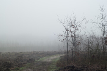 clearing in forest on foggy morning