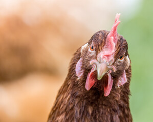 Freilaufende Hühner 