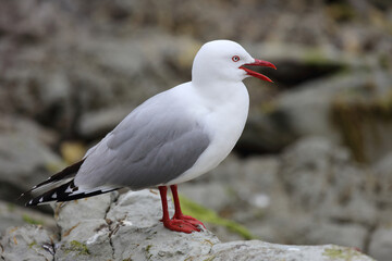 Rotschnabelmöwe / Red-billed gull / Larus scopulinus