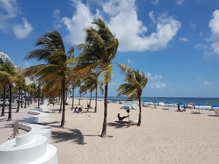 palm tree on the beach