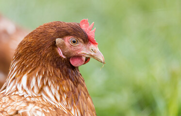 Freilaufende Hühner 