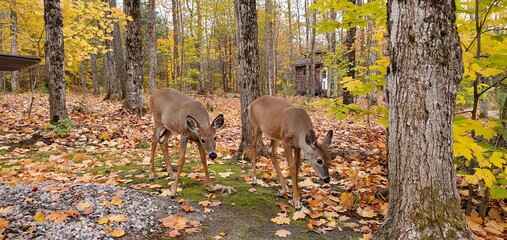Two young deer eating their lunch.