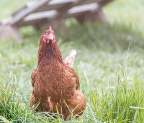 Freilaufende Hühner 