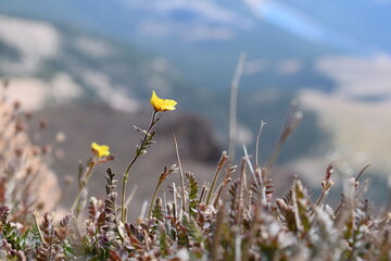 flowers in the field