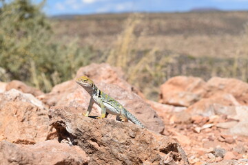lizard on the rocks