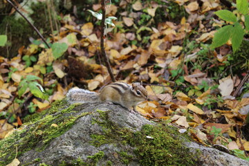 Funny fluffy chipmunk nibbles seeds in autumn on a stone with moss