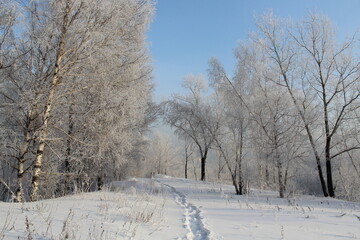 Winter forest and a path in the frost covered with frost against a clear blue sky