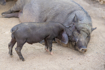 The piglet tried to awaken its mother.