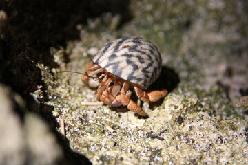 Hermit crab on rock
