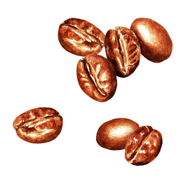 Coffee beans, watercolor 3.4