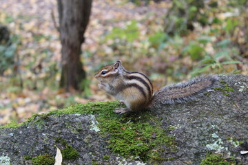Funny fluffy chipmunk nibbles seeds in autumn on a stone with moss