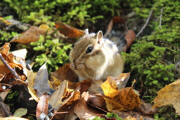 Funny fluffy chipmunk nibbles seeds in autumn on a stone with moss
