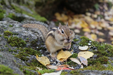 Funny fluffy chipmunk nibbles seeds in autumn on a stone with moss