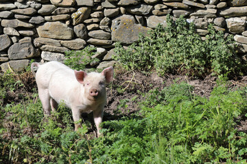 Hausschwein / Domestic pig / Sus scrofa domesticus.