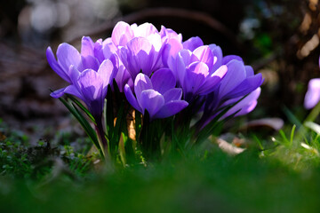 Krokusblüten im Gegenlicht
