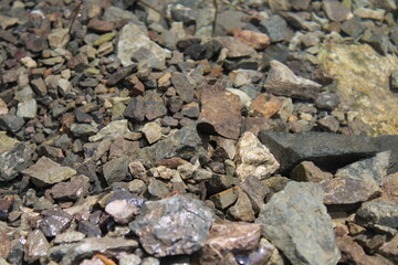 Tadpole baby frog swims in the water on the rocks