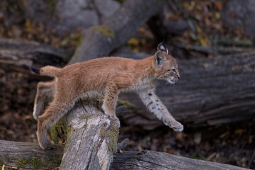 Fototapeta premium Lynx boréal