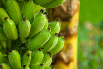 Fototapeta premium A raw banana on a banana tree