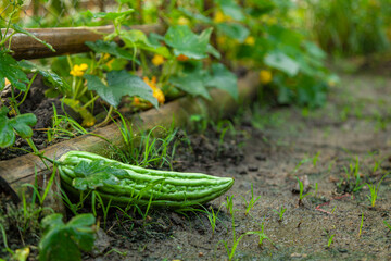 Large Bitter gourd that grows on the ground